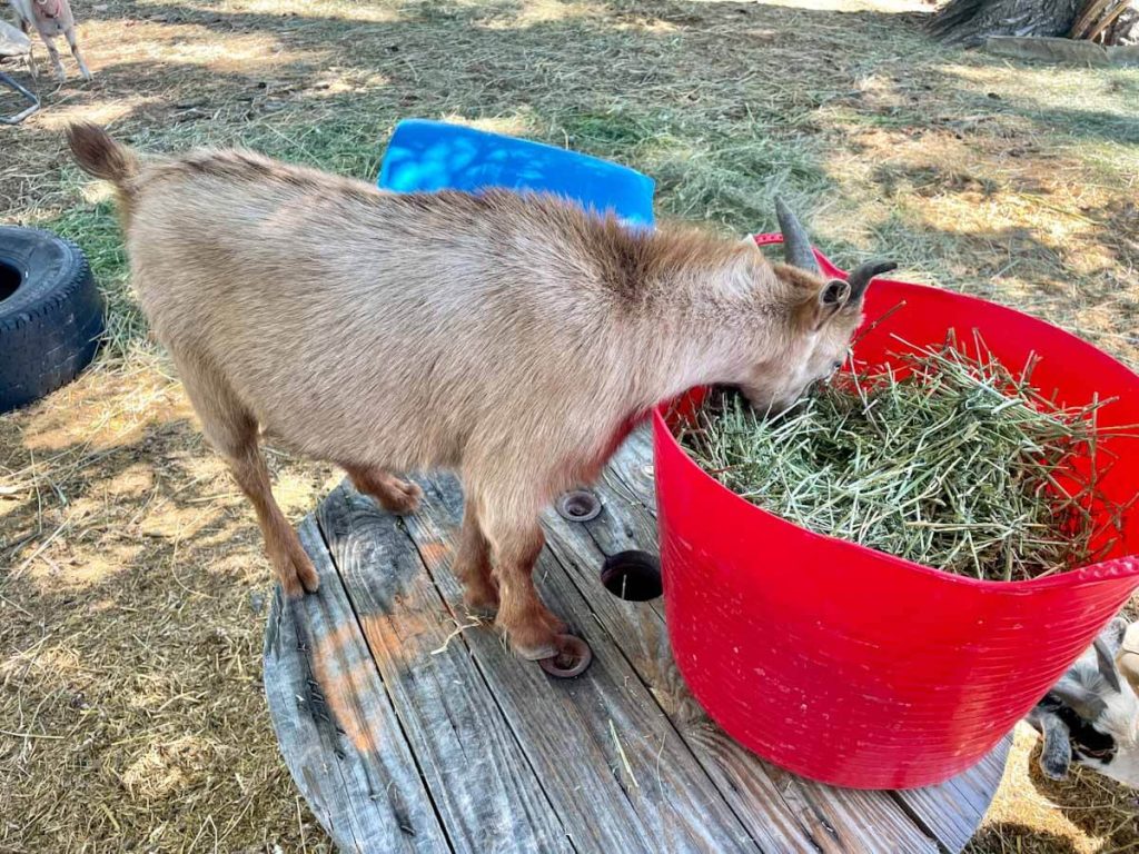 a goat eating out of a red bucket on a wooden spool