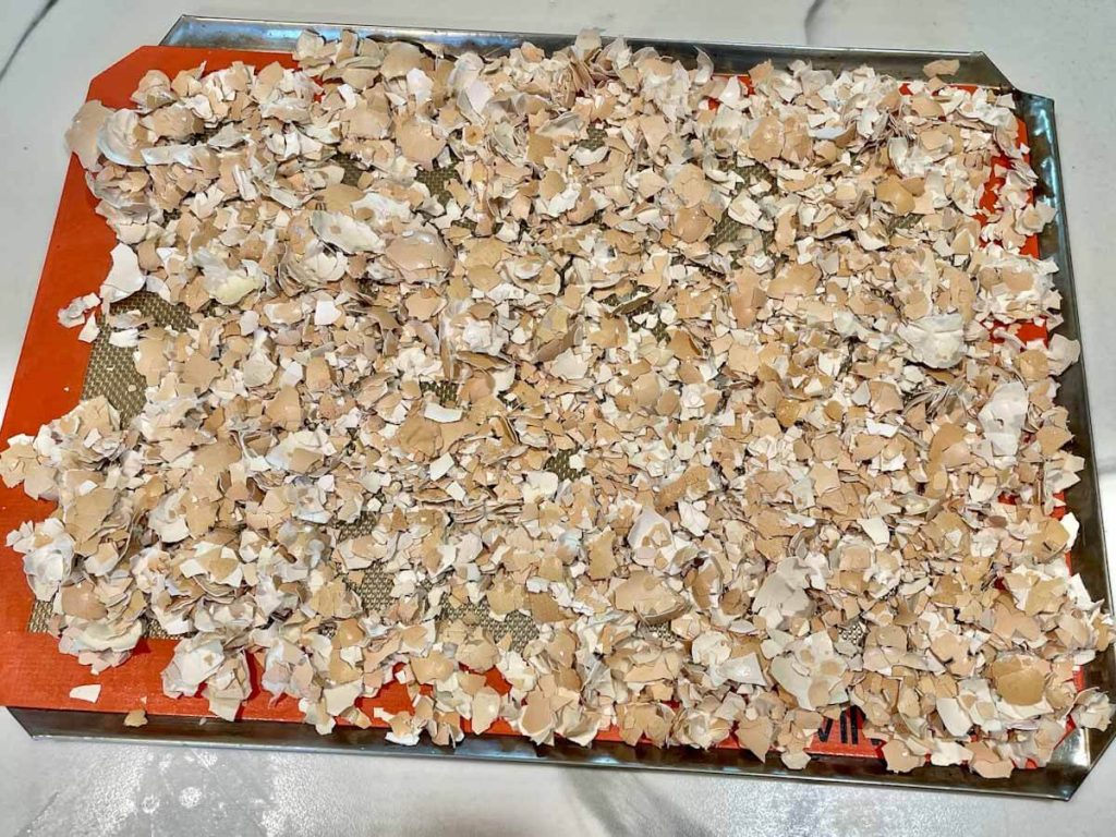 crushed eggshells on a baking sheet to make eggshells for chickens