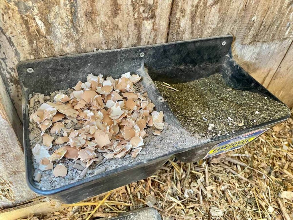 crushed eggshells in a container in a coop to make eggshells for chickens