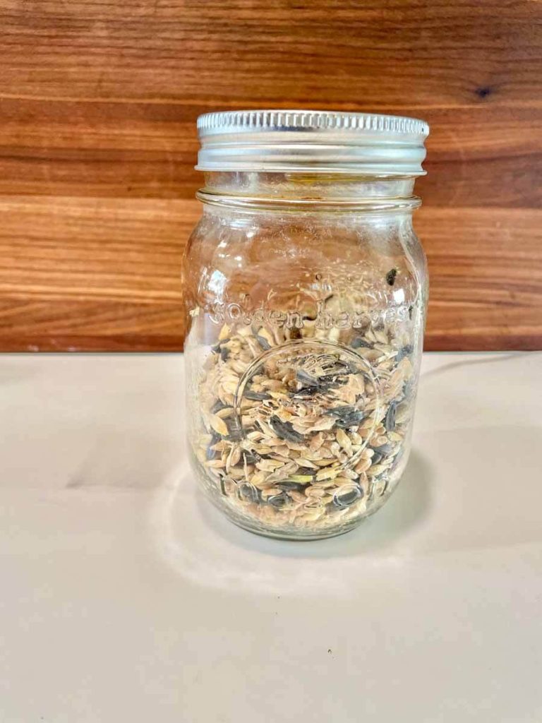 grain in a glass jar for fermenting chicken feed