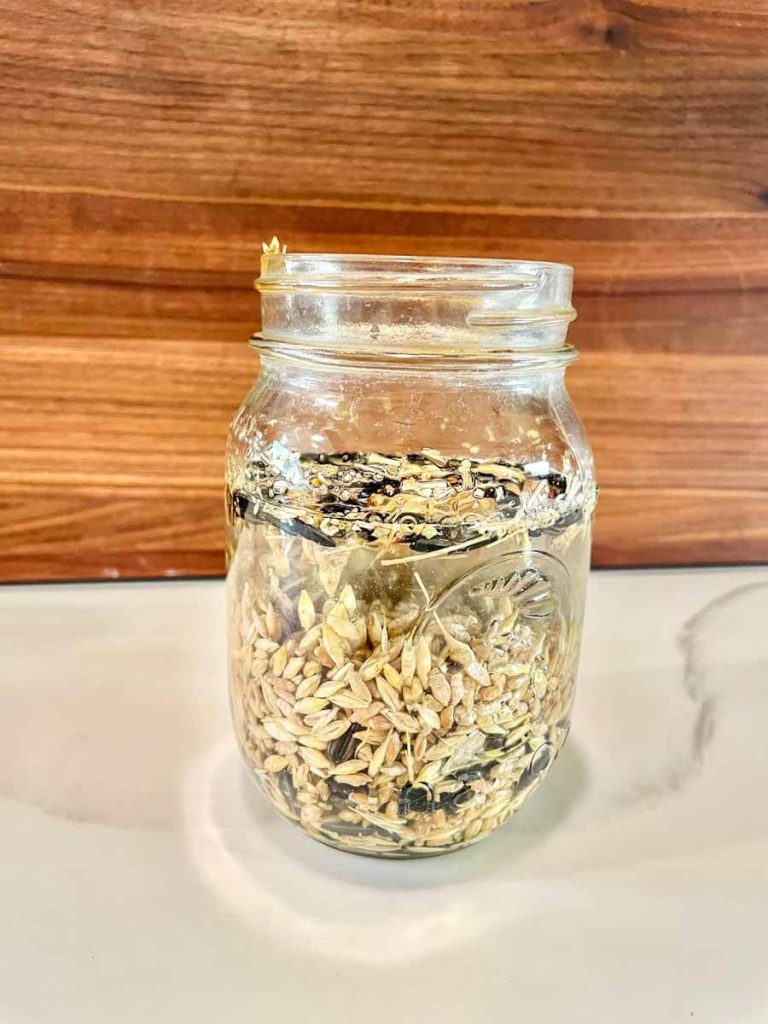 grain in a glass jar for fermenting chicken feed