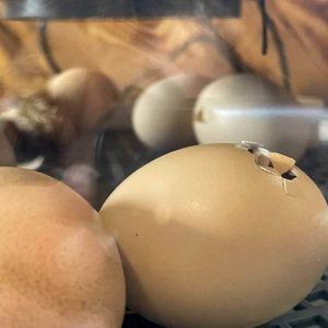 eggs hatching in an incubator