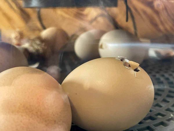 eggs hatching in an incubator