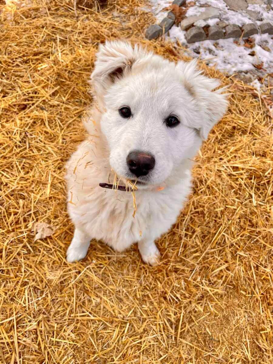 white dog on straw