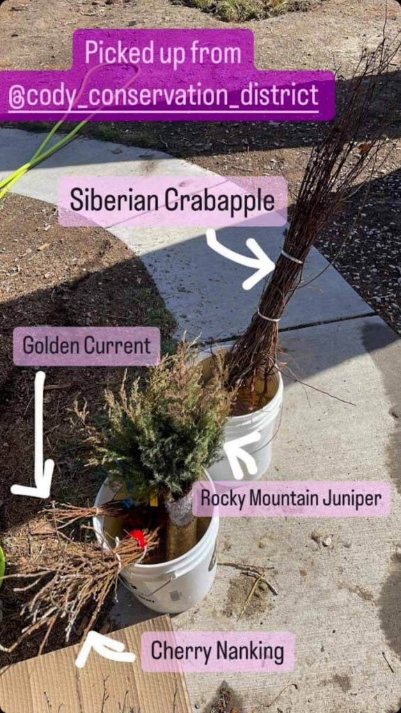multiple trees soaking in a bucket of water digging trees easily with the dibble bar pinterest