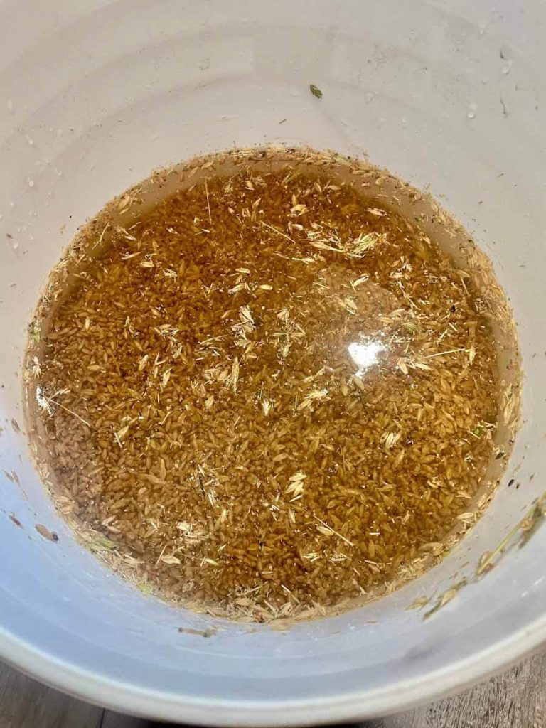 grain in a white bucket for fermenting chicken feed