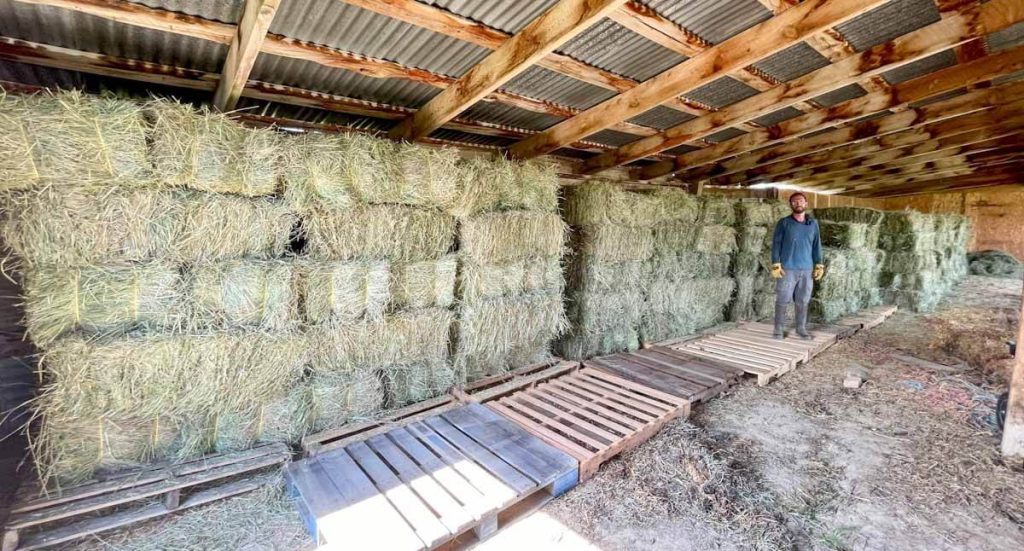 a person standing in front of many square bales of hay in a loafing shed for winter homestead hay