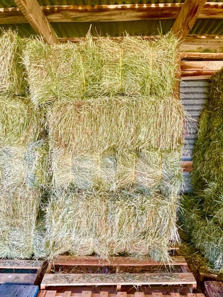 square bales of hay for winter hay on the homestead