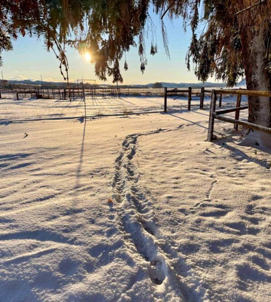 tracks in snow on a homestead - questions to ask when buying a homestead