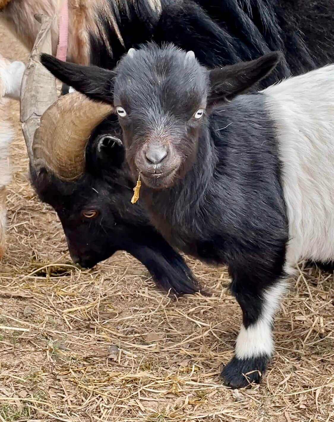 How to Castrate Livestock Safely (With Healing Photos & Tips)