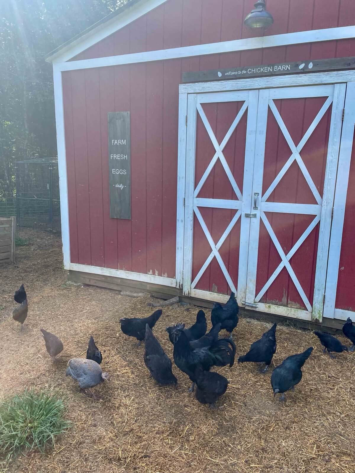 How to Introduce New Chickens to an Existing Flock Safely and Successfully