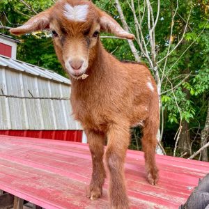 Fainting Myotonic Goat