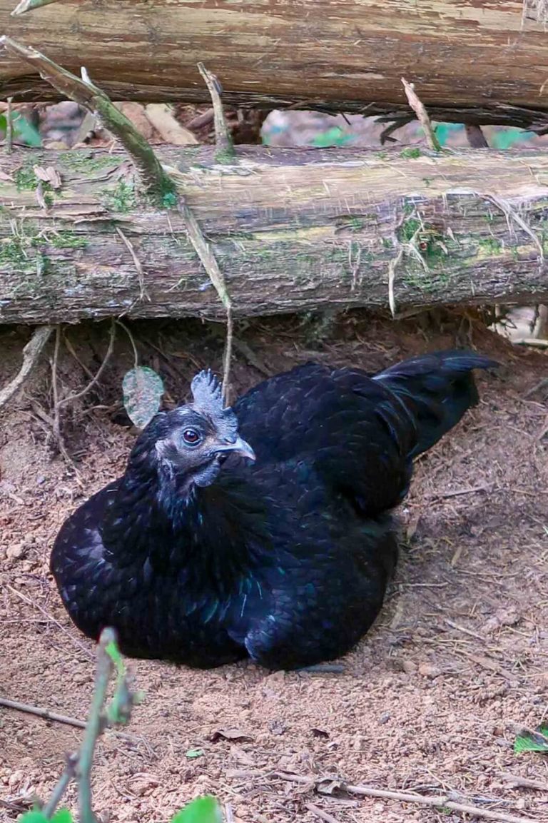 How to Evaluate a Chicken Breeder